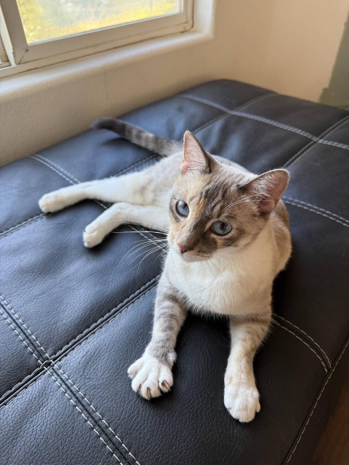 Cat guest 14