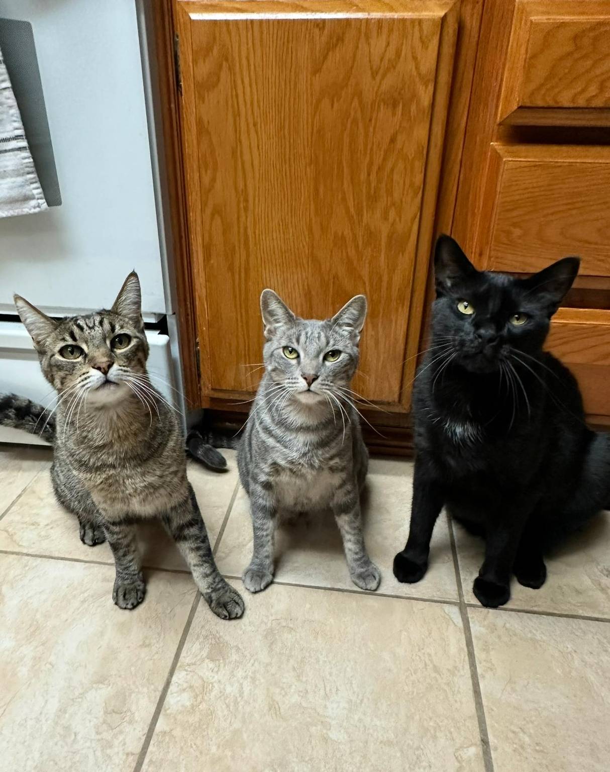 Cat guest 2