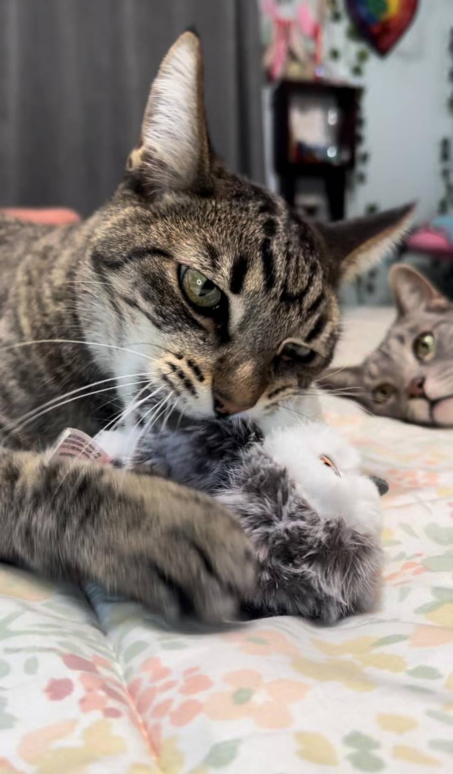 Cat guest 8