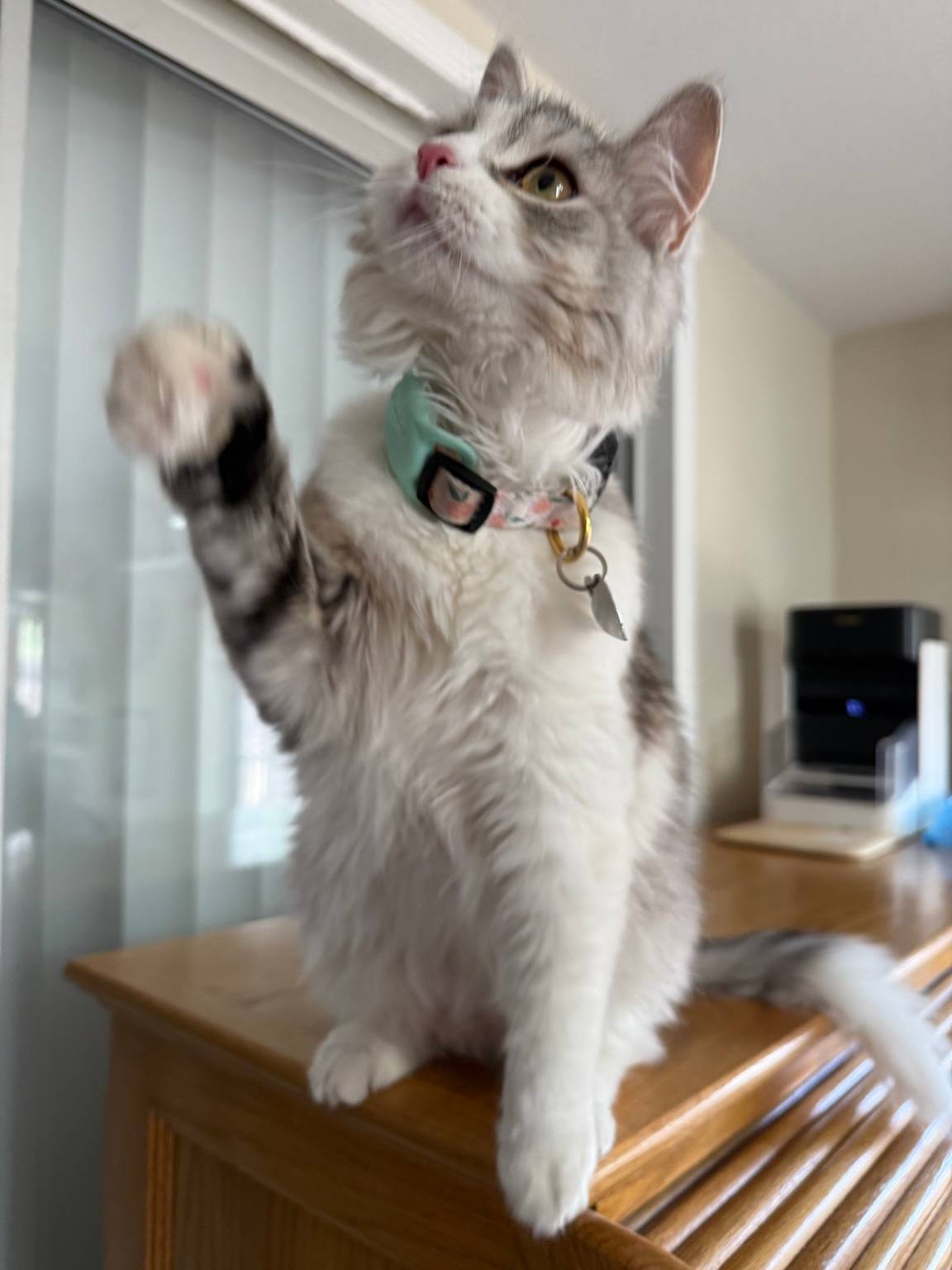 Cat guest 4