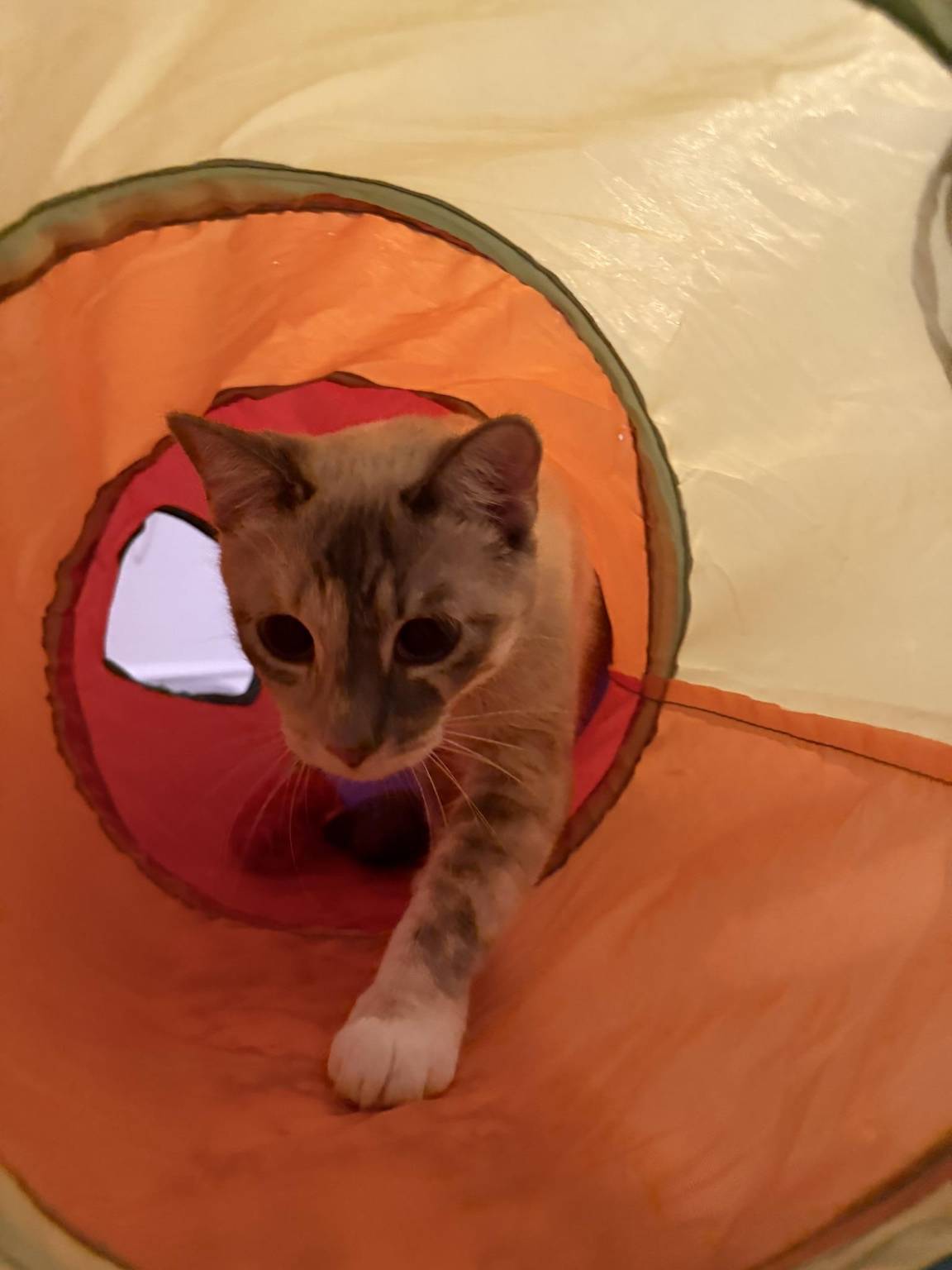 Cat guest 15