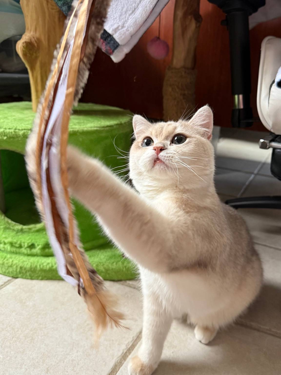 Cat guest 12