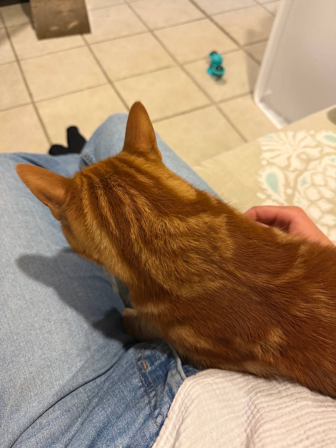 Cat guest 6