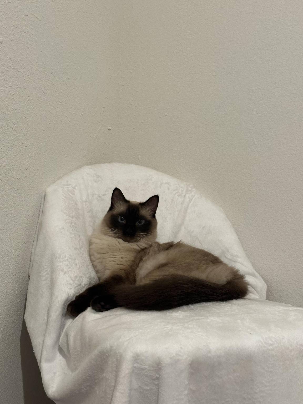 Cat guest 16