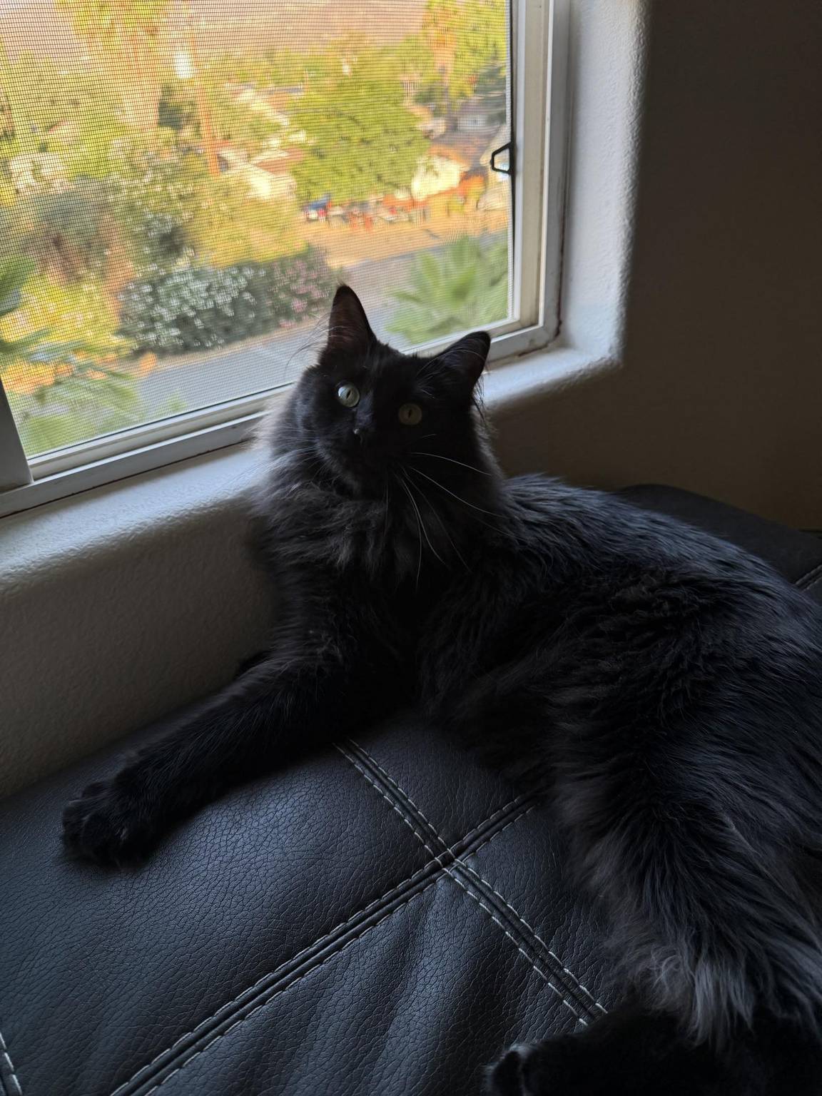 Cat guest 13